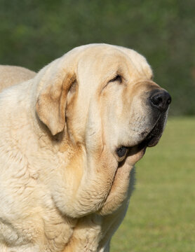 Portrait Spanish Mastiff head purebred dog adult