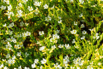 Flowering Cupid White False Heather (cuphea hyssopifolia) in sunshine