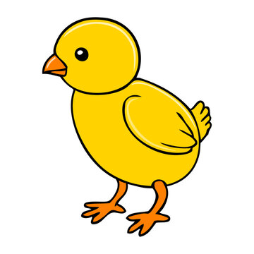 chick vector illustration