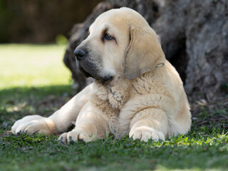 Spanish Mastiffs puppy lying on the grass