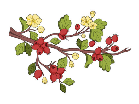 hawthorn crataegus medical plant medicinal plant diagram schematic vector illustration. Medical science educational illustration