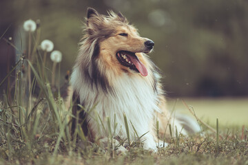 Rough Collie Langhaar britisch sable liegt im Gras mit Pusteblumen im Hintergrund