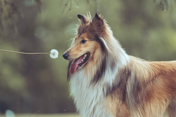 Collie sable riecht an einer Pusteblume outdoor im Profil