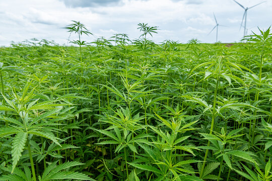 Culture de chanvre textile Bio en Seine-Maritime