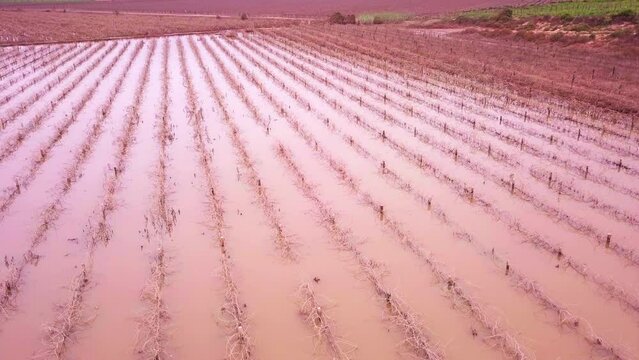 Aerial overhead flooded farmlands with vines under water, climate change image