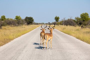 Two springbok, springbuck, or Antidorcas marsupialis standing on the road in Etosha - obrazy, fototapety, plakaty