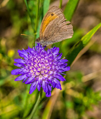 Meadow Brown Butterfly