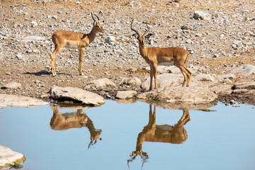 Two springbok, springbuck, or Antidorcas marsupialis standing on waterhole edge with silhouette in Namibia