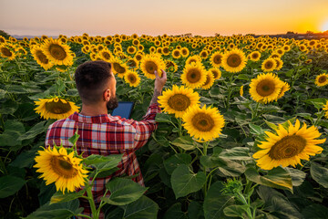 Farmer is standing in his sunflower field which is in blossom. He is examining progress of the...