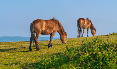 Fototapeta na wymiar Exmoor Ponies Quantock Hills Somerset England UK