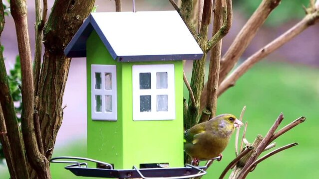 bird green finch eats bird seed, green bird house
