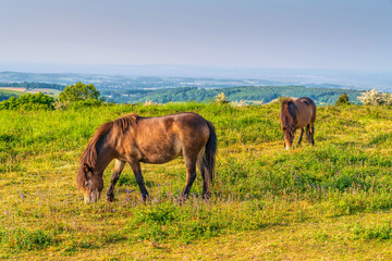 Wild Exmoor Ponies The Quantocks Somerset England UK
