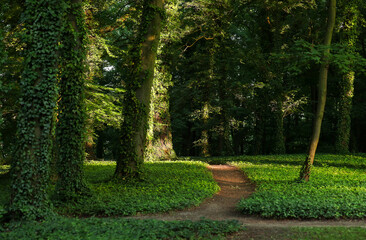 Drzewa porośnięte bluszczem w parku.