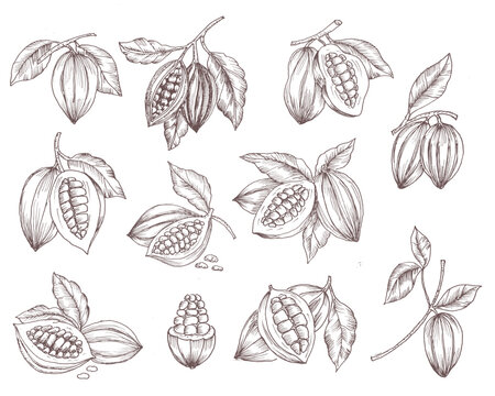 Hand Drawn Cacao Illustration Set