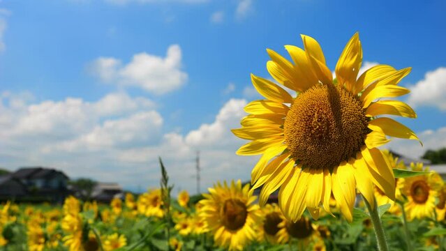 【夏】青空の下で満開に咲く黄色のヒマワリの花