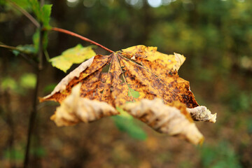 Las Borkowski, Krak&oacute;w, Polska