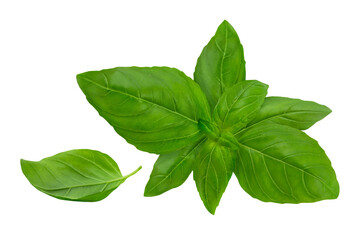 Fresh Basil leaves isolated on white  background