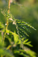 dew drops on a green leaf
