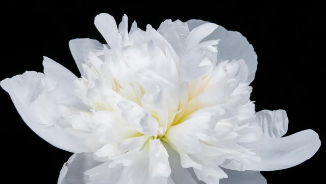 A beautiful white peony bloomed on a black background. Blooming peony flower open. Wedding background, Valentine's day concept. Timelapse video HD
