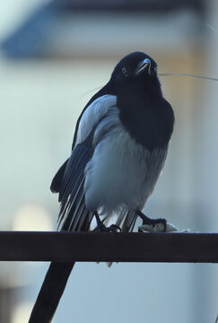 Common magpie, Sroka zwyczajna