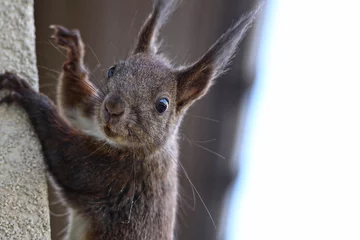 Rolgordijnen squirrel © Jacek