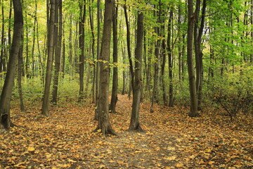 Forest Borkowski Cracow, Las Borkowski Kraków