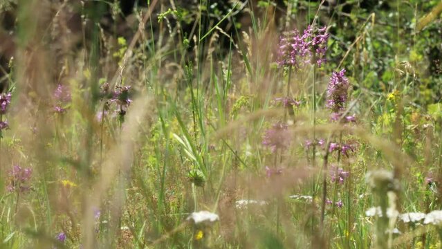Blumenwiese mit Heil-Ziest (Betonica officinalis) auf dem Meissner im Juli 