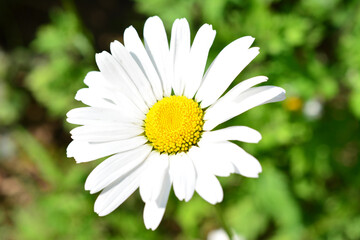 Obraz premium chamomile flower with white petals in sunny day isolated macro 