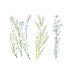 grass floral, Wildflowers, herbs painted in watercolor11