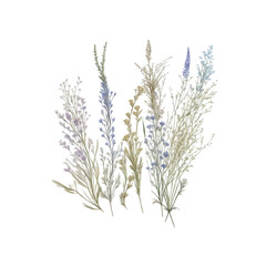grass floral, Wildflowers, herbs painted in watercolor12