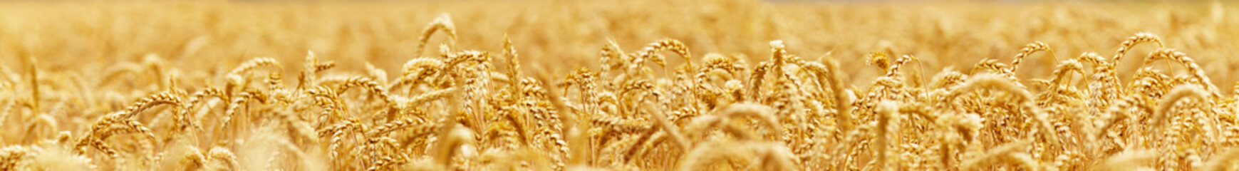 Gold wheat field, crops field. Selective focus