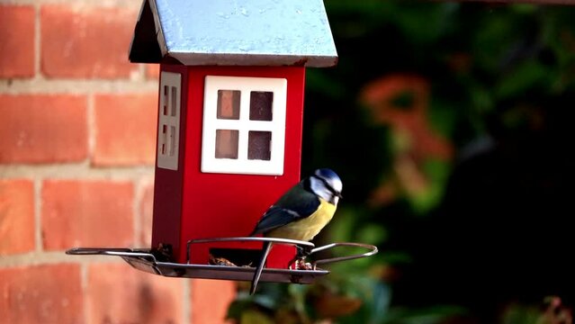 bird feeder red house, Parus caeruleus, blue tit

