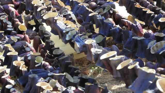 Eggplants strung on strings and left to dry in the sun