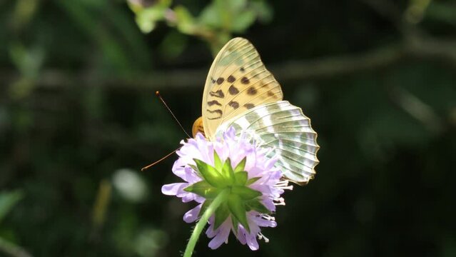  Weiblicher Kaisermantel (Argynnis paphia) auf Ackerwitwenblume (Knautia arvensis)