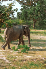 Fototapeta na wymiar Wildlife safari.Eco travel in the jungle with wild animals elephants.Tropical tourism in the wild life of elephants.Road trip jungle,eco safari.Elephant wild life