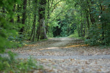 Fototapeta premium path leading into the distance in a summer grove