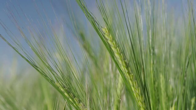 Closeup vom Weizen im Feld