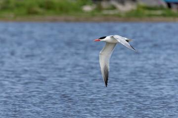 Fototapeta na wymiar The Caspian tern ( Hydroprogne caspia ) in flight