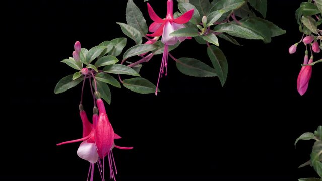 The fuchsia flowers bloom against the black background like beautiful little lanterns lighting up the garden. Copyspace for text. time lapse. 4K video