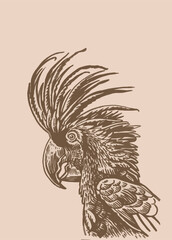 Graphical parrot cockatoo on sepia background,vector element of bird.Ink pen parrot