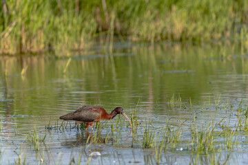 Glossy Ibis (Plegadis falcinellus) Searching for Food in a Marsh