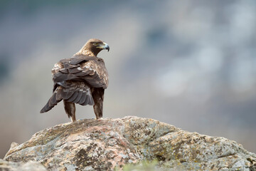 Golden eagle (Aquila chrysaetos) in the wild