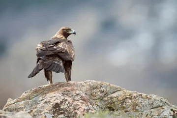 Foto op Canvas Golden eagle (Aquila chrysaetos) in the wild © Daniel Jara