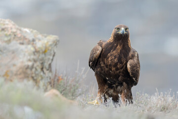 Golden eagle (Aquila chrysaetos) in the wild