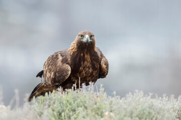 Golden eagle (Aquila chrysaetos) in the wild