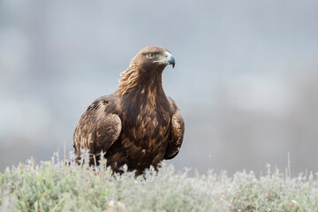 Golden eagle (Aquila chrysaetos) in the wild
