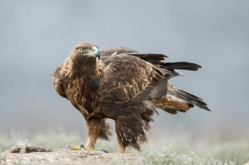 Golden eagle (Aquila chrysaetos) in the wild