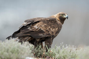 Golden eagle (Aquila chrysaetos) in the wild