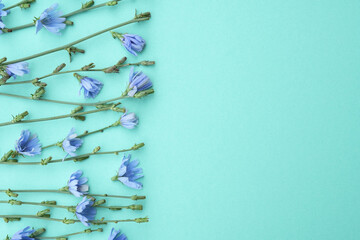 Fresh blue flowering chicory on ligth blue background. Top view. FLat lay, place for text copy space. Banner. 