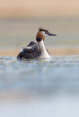 Black-necked grebe or eared grebe (Podiceps nigricollis) in the wild